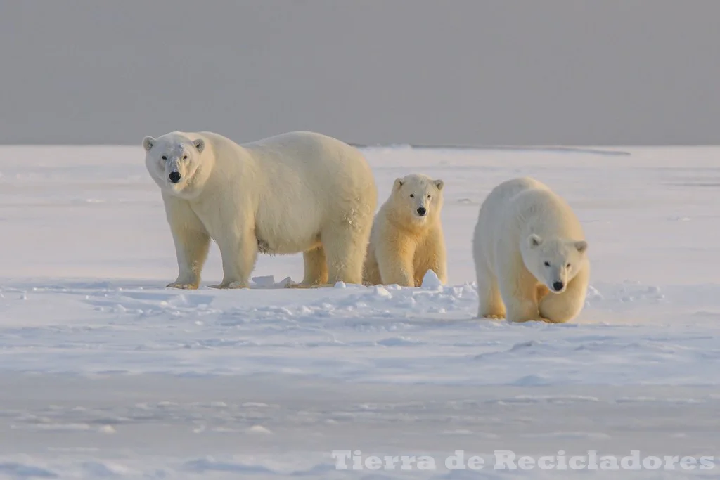 La biodiversidad y su impacto en la salud humana