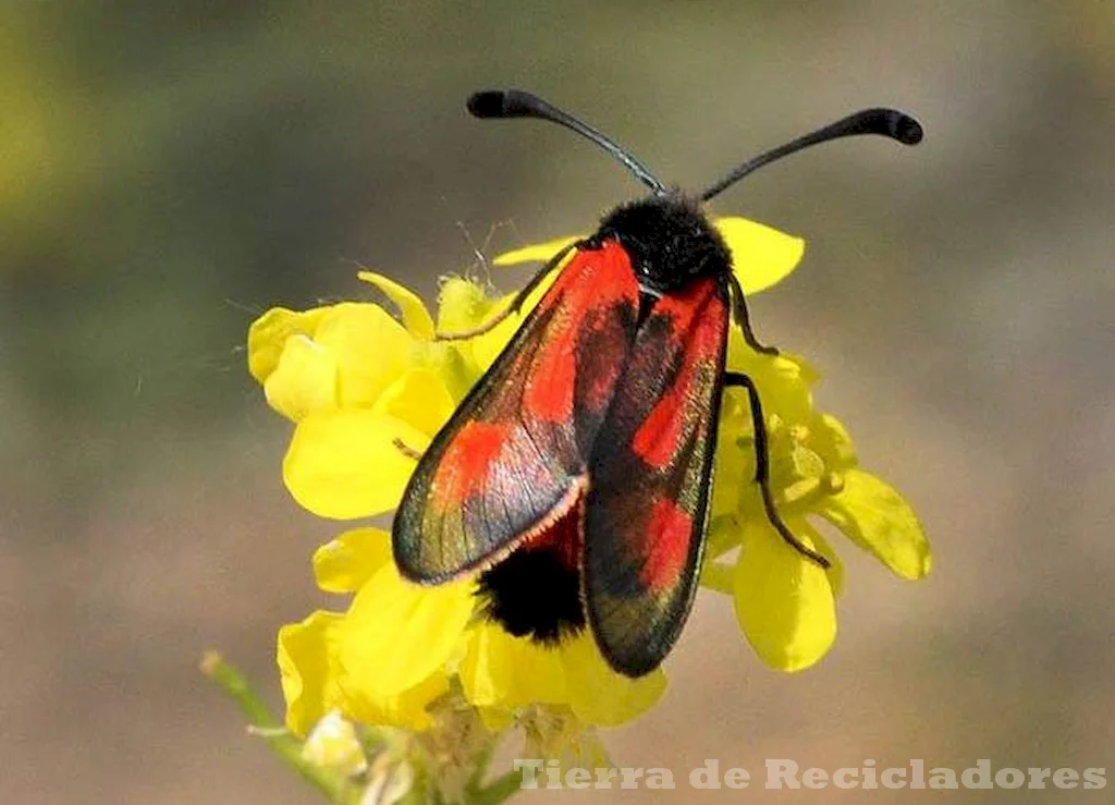 La supervivencia de la mariposa marina depende de su estabilidad