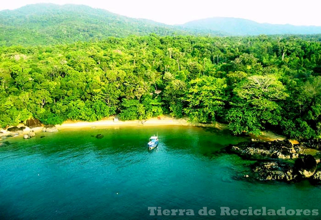 La exuberancia de la vida silvestre en los bosques tropicales