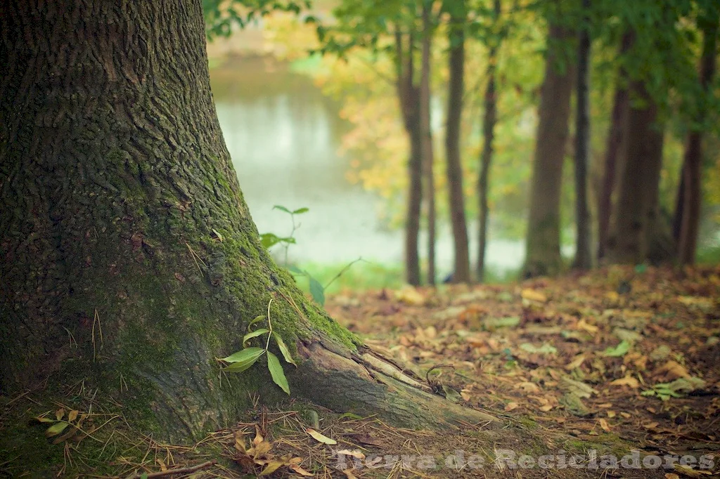 Concienciando sobre la deforestación y pérdida de biodiversidad