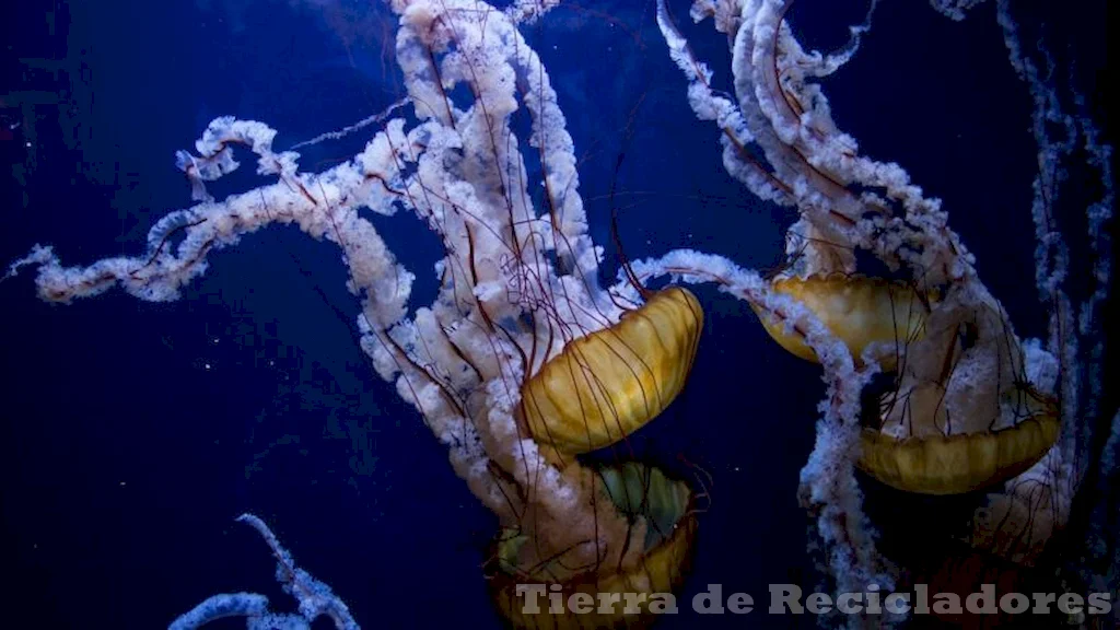 La conservación de la biodiversidad es fundamental para el equilibrio del ecosistema