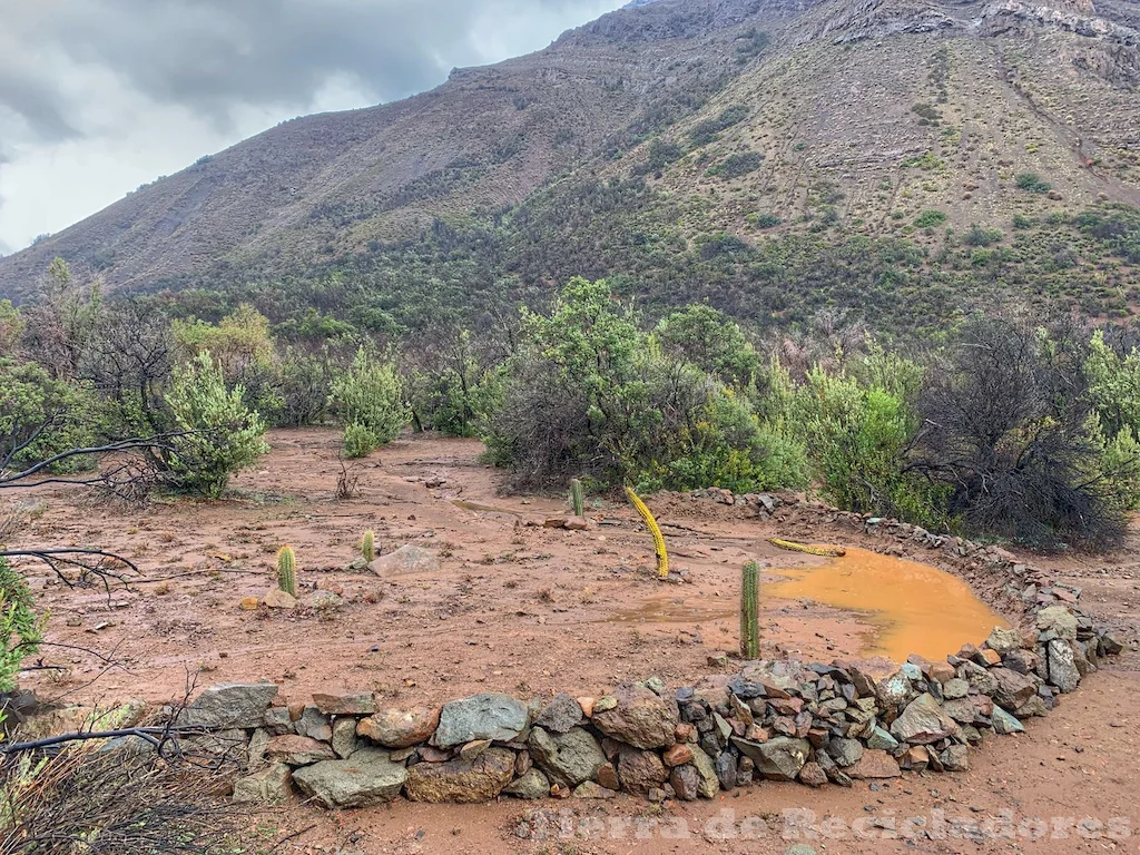 El cuidado y rehabilitación de los ecosistemas dañados por la desertización