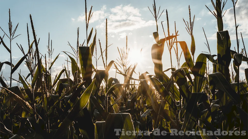 La sostenibilidad en el sector agrícola se logra gracias a la agroecología