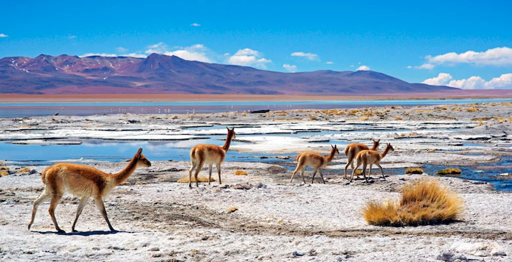 La biodiversidad de la serranía esteparia es un patrimonio natural del perú