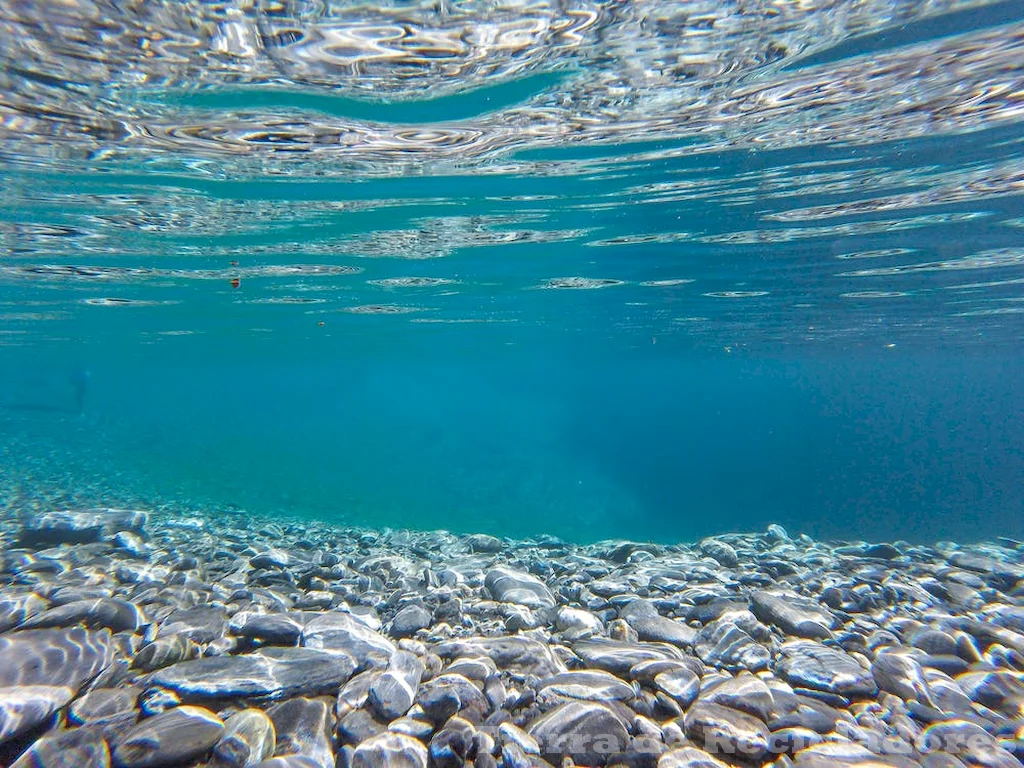 La diversidad de especies en los ecosistemas marinos