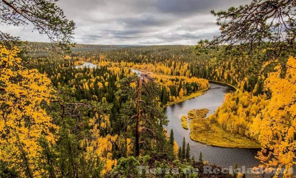 La sucesión ecológica en las dunas del lago michigan