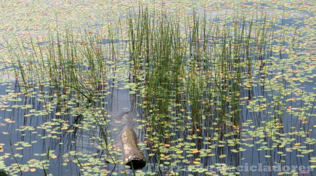 El cuidado del agua depende de nuestros hábitos