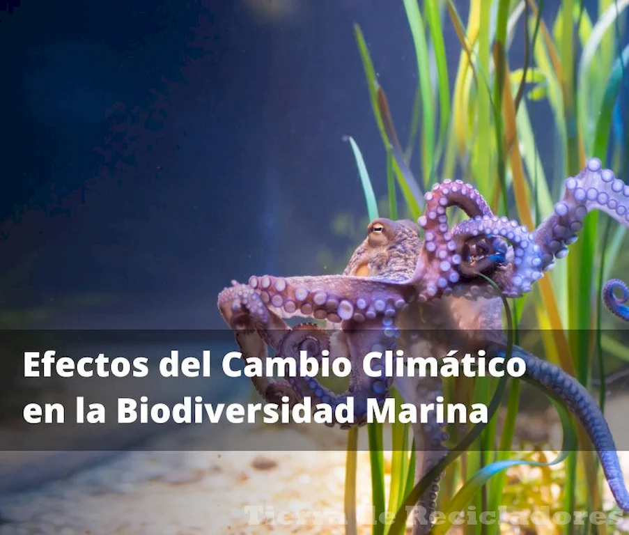 Mitigando los efectos del cambio climático en los océanos