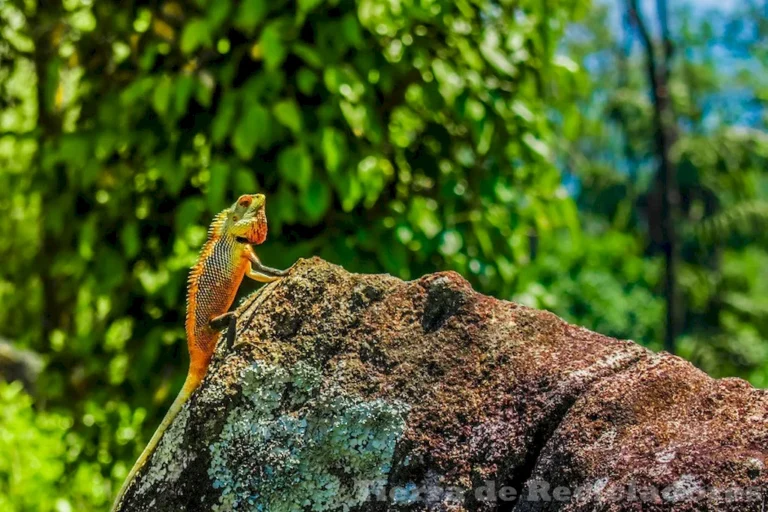 Clasificar y ejemplificar la organización ecológica