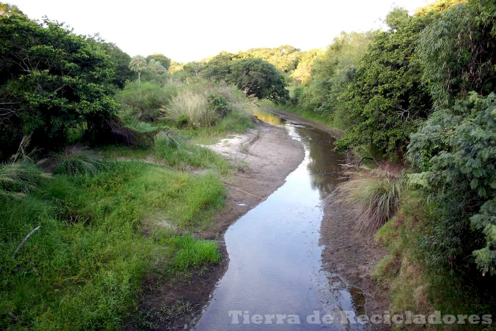 Vida silvestre en el sotobosque