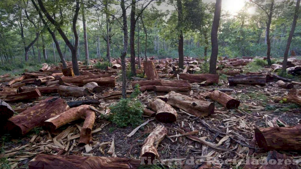 La pérdida de biodiversidad y la extinción de especies