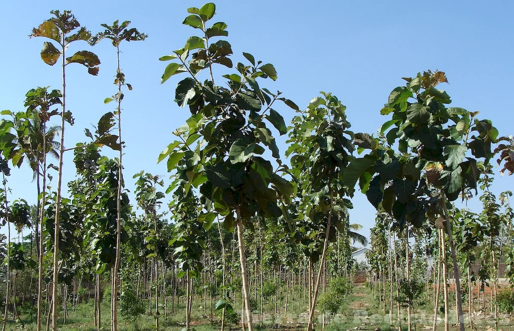 Desafíos y desafectos para la reforestación