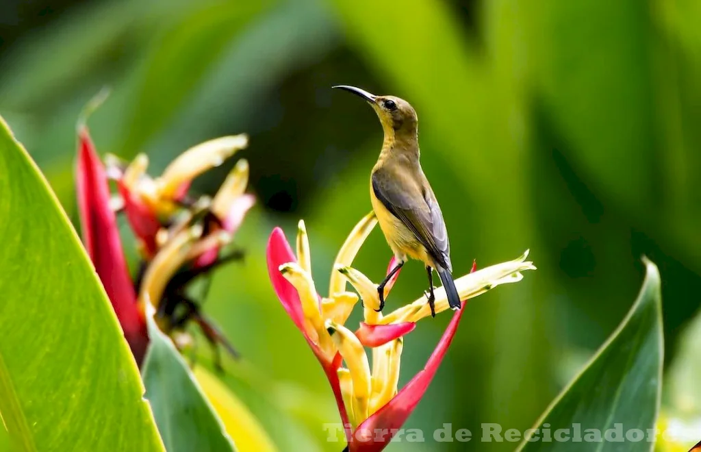 La protección y conservación de la flora y fauna son fundamentales para el equilibrio ecológico