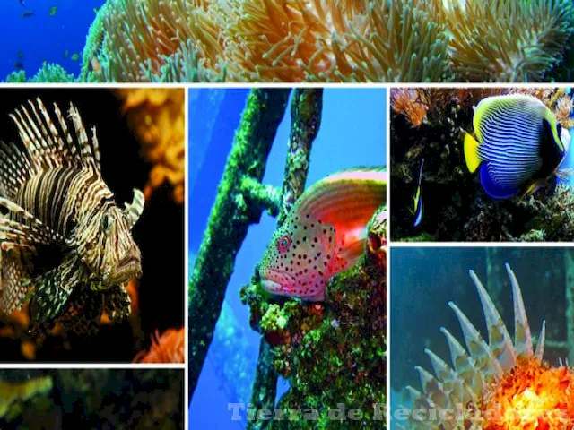 Protegiendo la biodiversidad y ecosistemas marinos