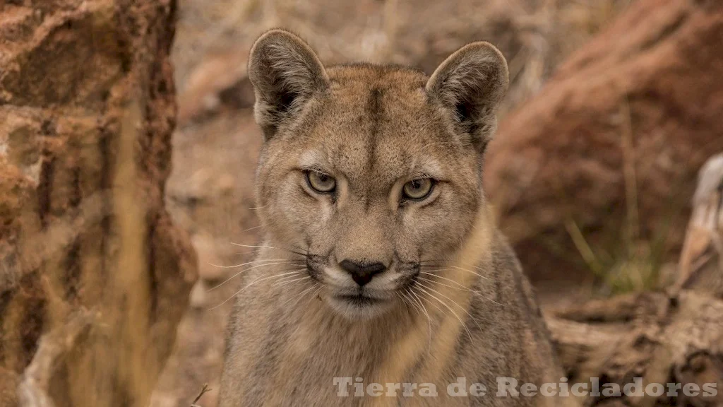 Especies autóctonas de sudamérica