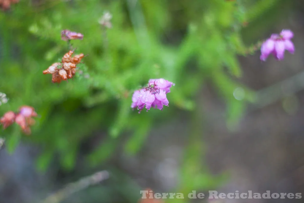 La ecología y el ecologismo están estrechamente relacionados