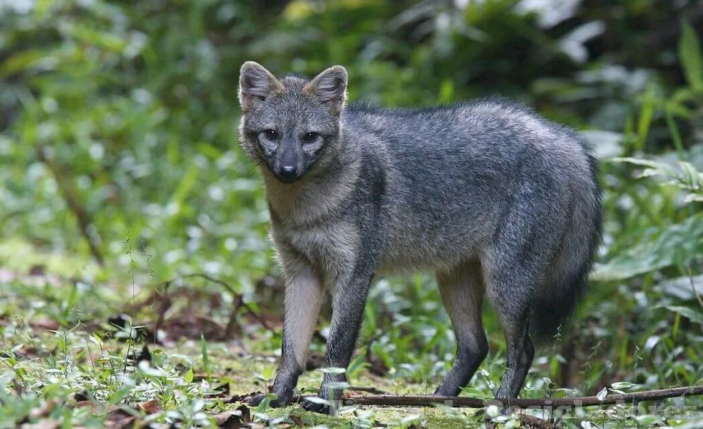 El ecosistema de la sabana es un entorno natural diverso