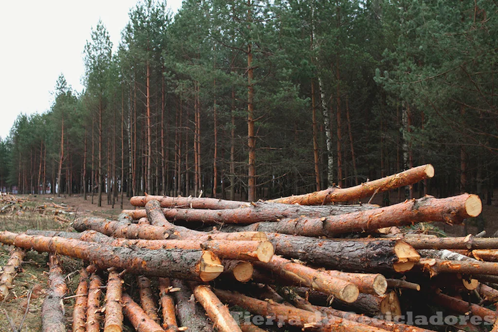 La pérdida de bosques y ecosistemas