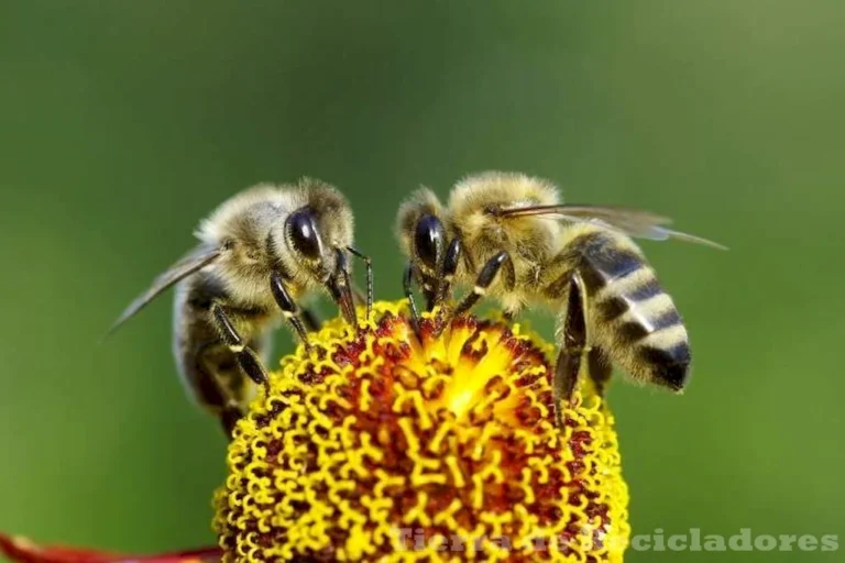 La vida silvestre en el medio ambiente