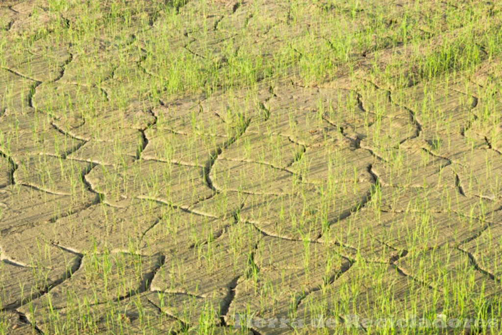 La salinización de los suelos un problema para el medio ambiente y la agricultura