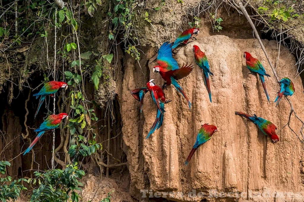 La selva baja es un ecosistema ubicado en el amazonas