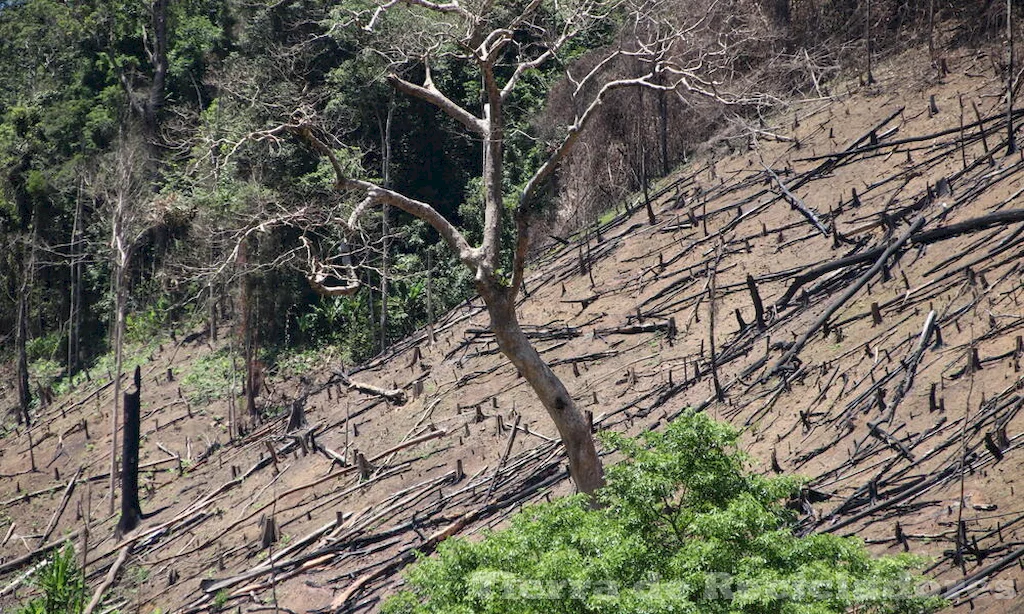 La tala indiscriminada de árboles es un grave problema ecológico