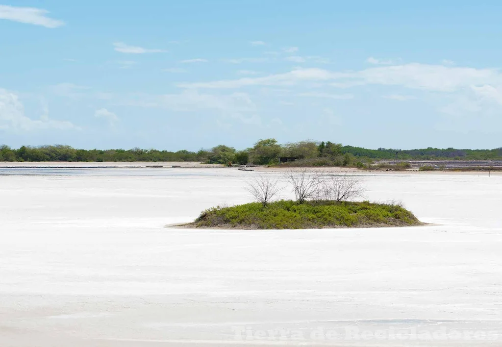 El manglar