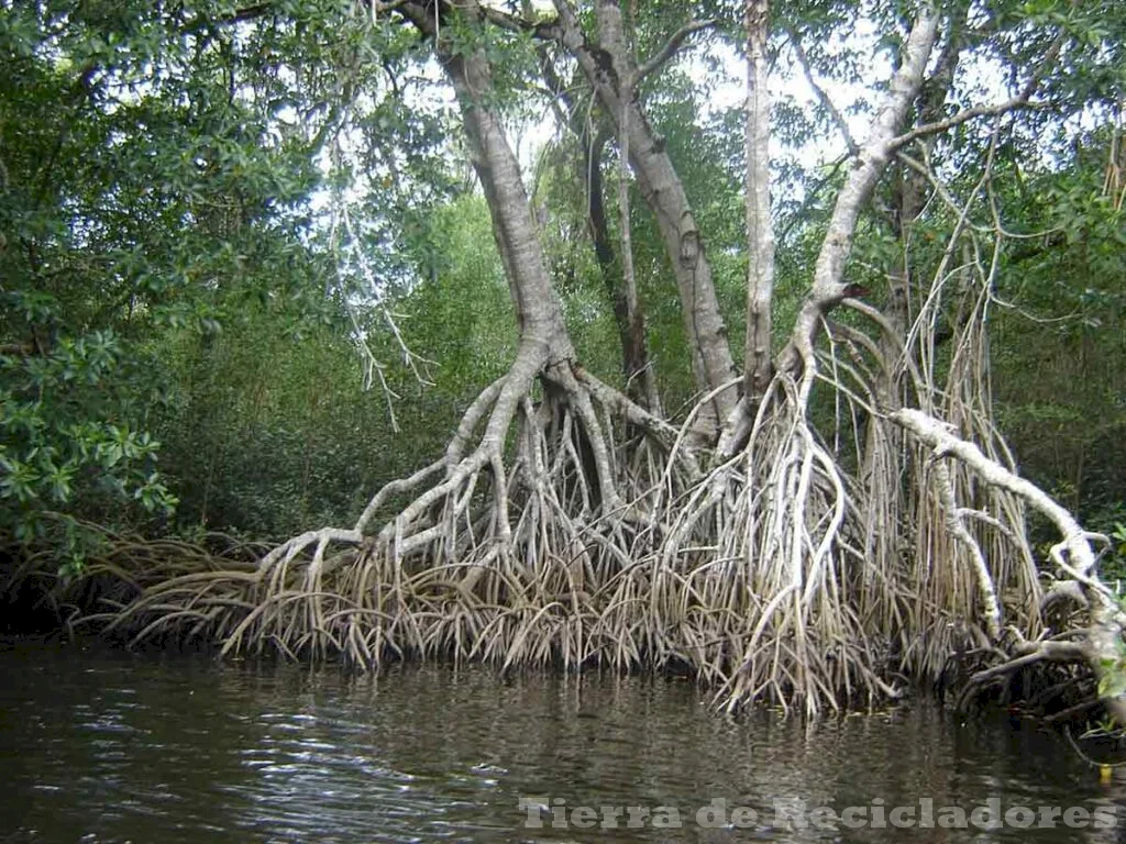 El árbol que se encuentra en las costas y deltas de muchos ríos