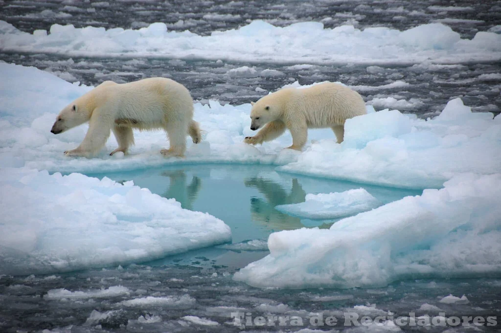 Descubriendo los secretos de la tierra polar