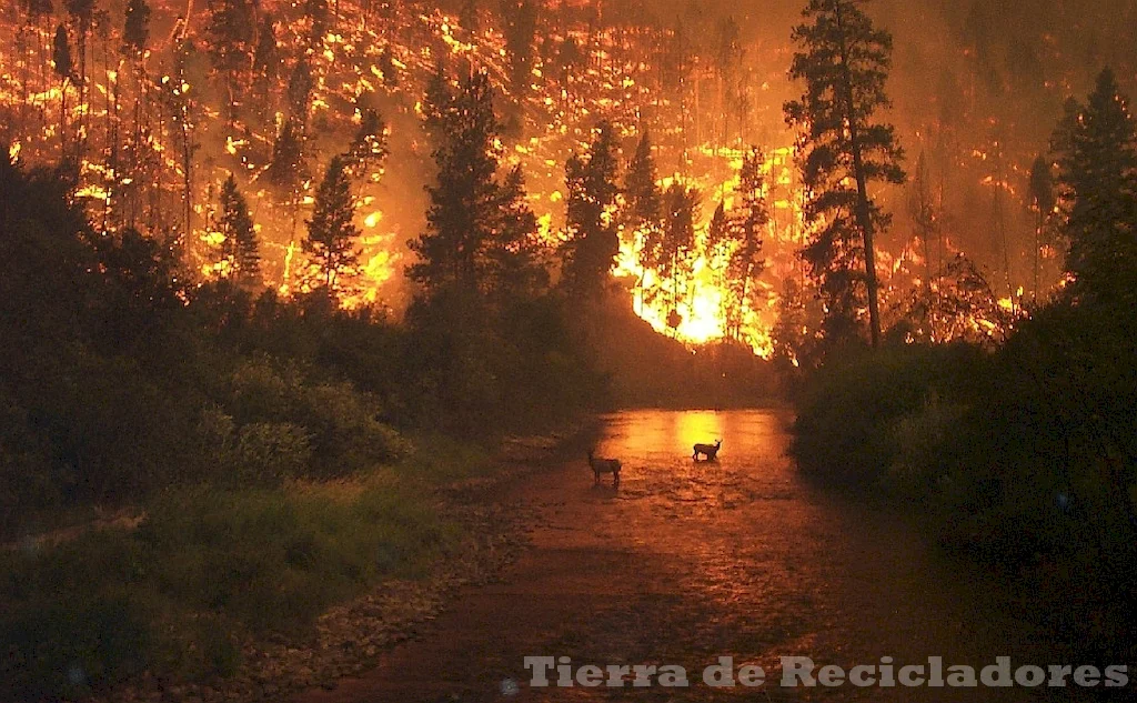 Prevenimos y combatimos los incendios forestales