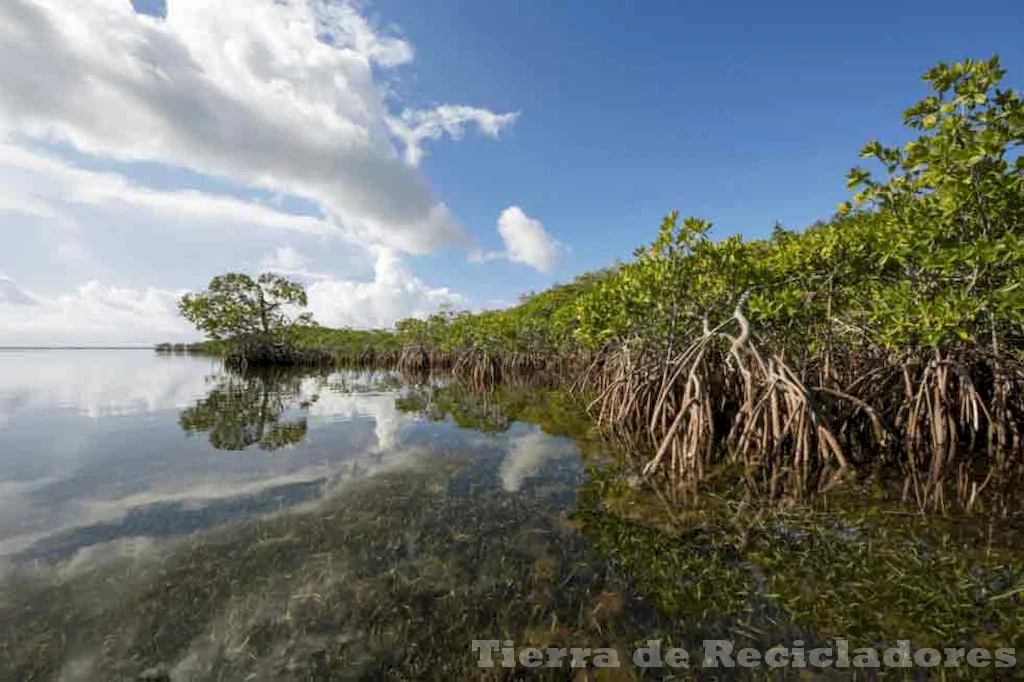 Ecosistemas únicos y valiosos para el medio ambiente