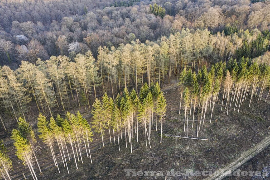 Los bosques nos brindan muchos beneficios