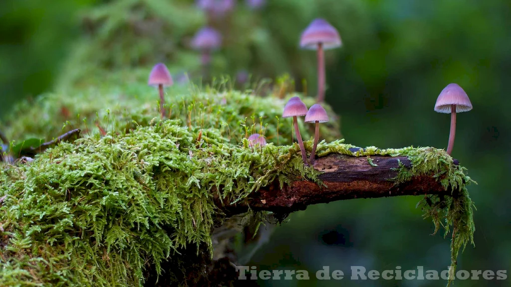 Sistemas ecológicos son fundamentales para el equilibrio natural