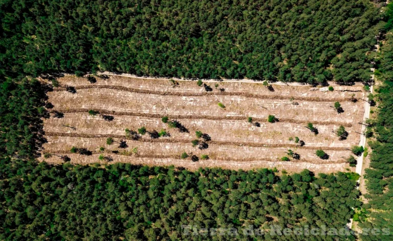 Conocer y proteger los recursos forestales