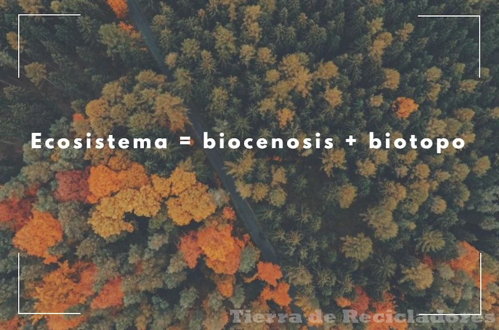 La relación entre el biotopo y la biocenosis se refleja en la interacción entre los seres vivos y su entorno