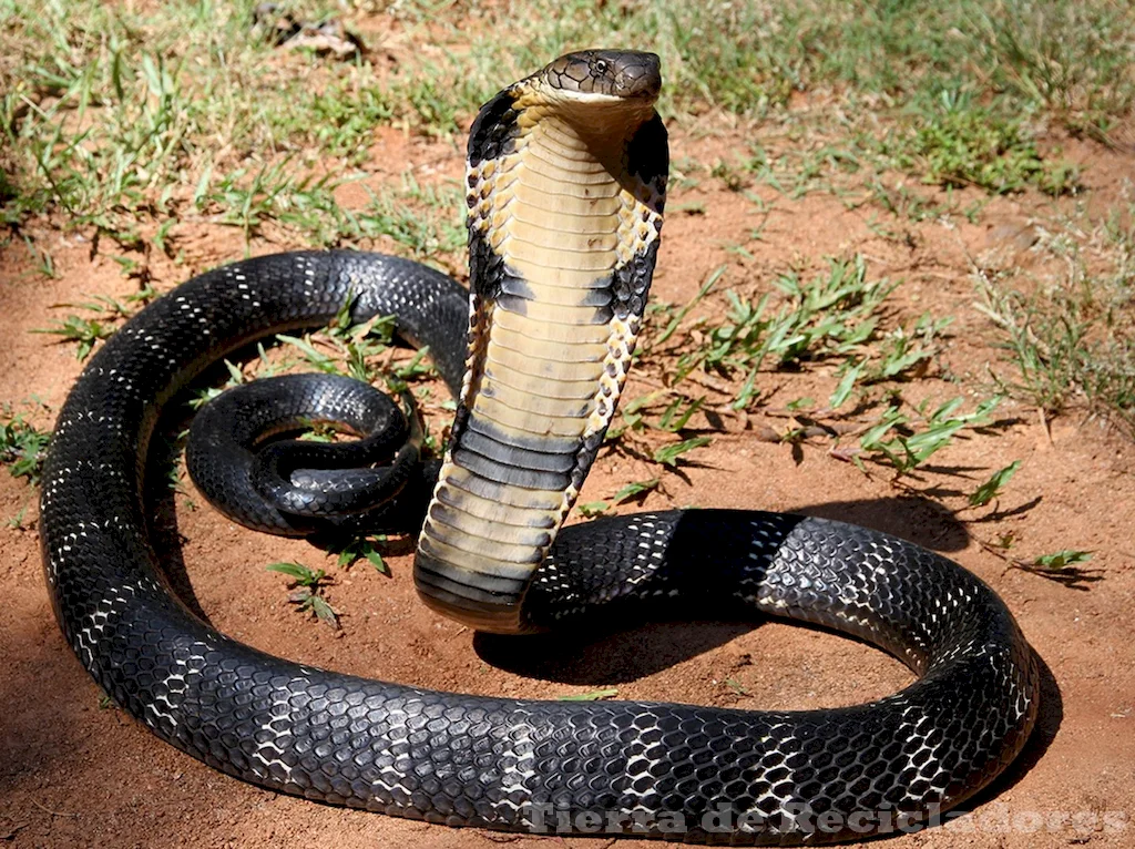 Conoce a los reptiles peligrosos de la selva