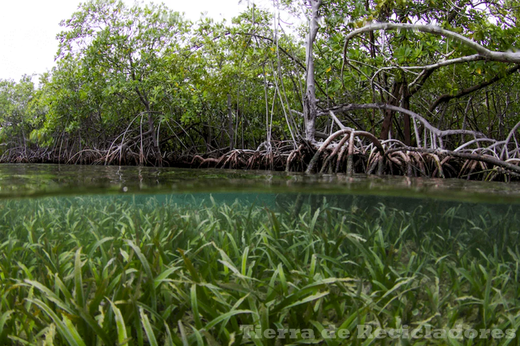 Ecosistemas acuáticos y terrestres son clave para el medio ambiente