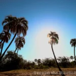 Descubre la biodiversidad de la sabana de palmeras