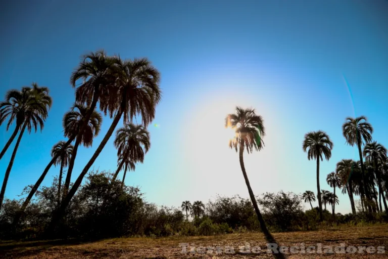 Descubre la biodiversidad de la sabana de palmeras