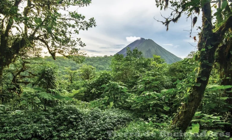 La selva alta