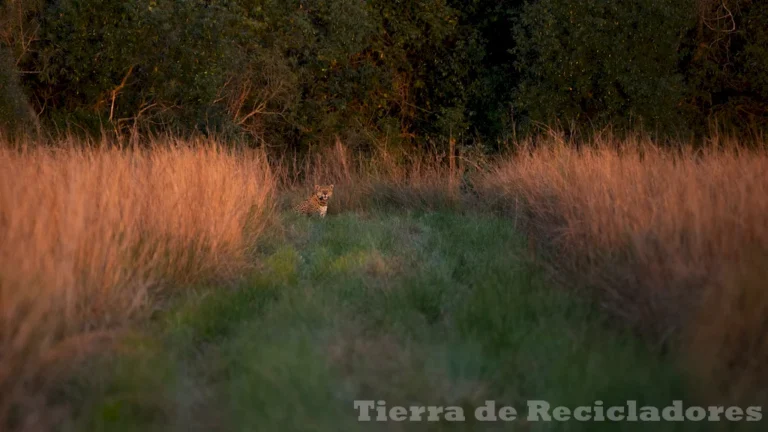 Descubriendo la riqueza natural de la Selva Misionera