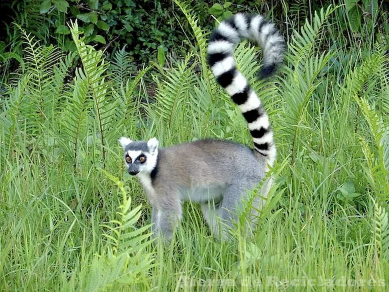 Explorando la Selva Seca Riqueza de vida en un ecosistema exótico