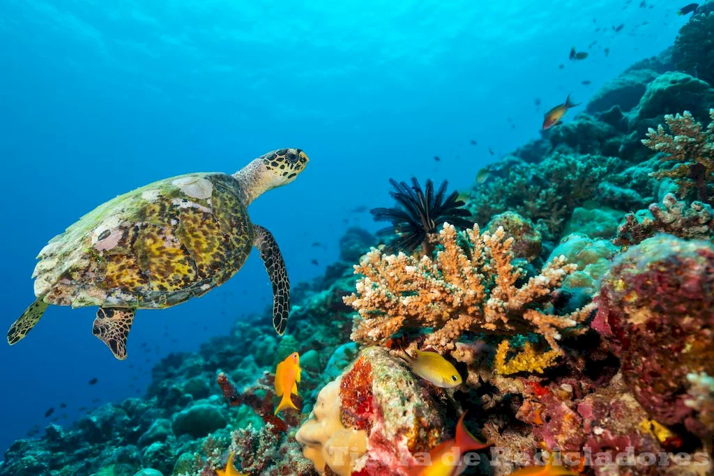 Ecosistemas acuáticos ambiente léntico y lótico