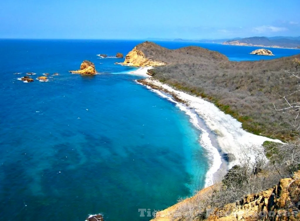 Los manglares, aliados naturales para la protección del litoral