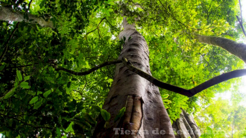 La industria forestal venezolana se enfoca en la producción de madera sostenible